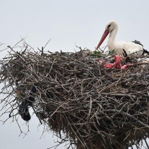 yaren leylek depremi saniyeler oncesinde boyle hissetti 9m9t5Xmr