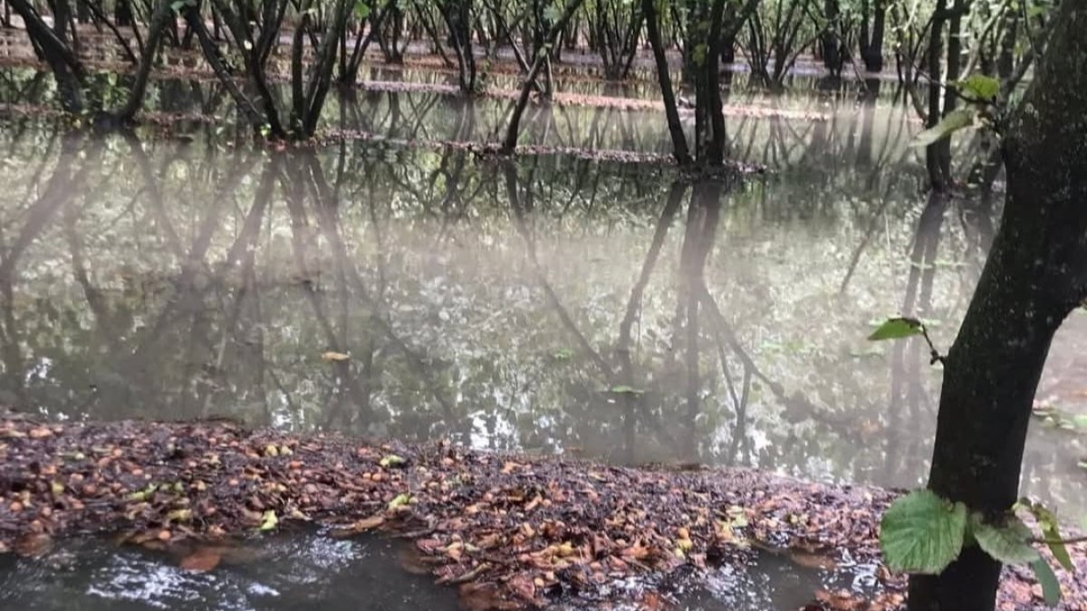 findik hasadina yagis darbesi 5LuBH28C