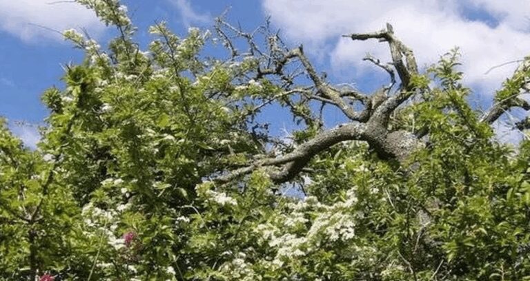 ingilizler kasim ayinda bu agac asla dokunmazlar iste nedeni YGFLmv61