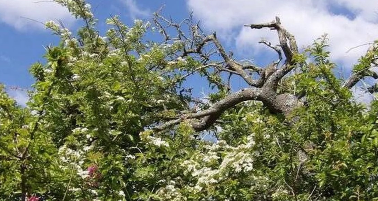 ingilizler kasim ayinda bu agac asla dokunmazlar iste nedeni YGFLmv61