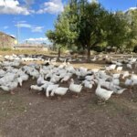 karsta kaz eti hazirliklari basladi 7YyHmTWJ