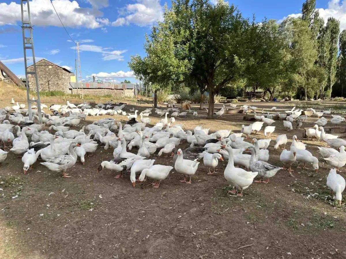 karsta kaz eti hazirliklari basladi 7YyHmTWJ