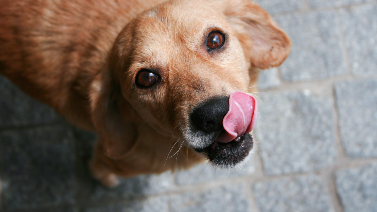 kopekler neden dudaklarini yalar mMHhhNlk