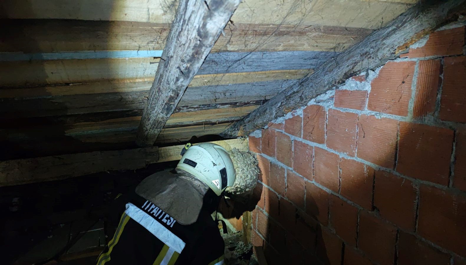 evin catisinda yaban arisi panigi itfaiye ekipleri cikardi LTRcHOdy.jpg