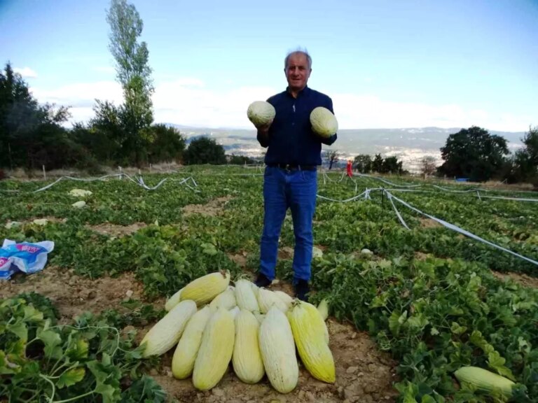 kutahyada organik goncek kavunu hasadi basladi LQskS8ee