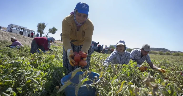 mersinde-yuzde-70-hibeli-domates-fidesi-destegi-cOOWdFxC.webp