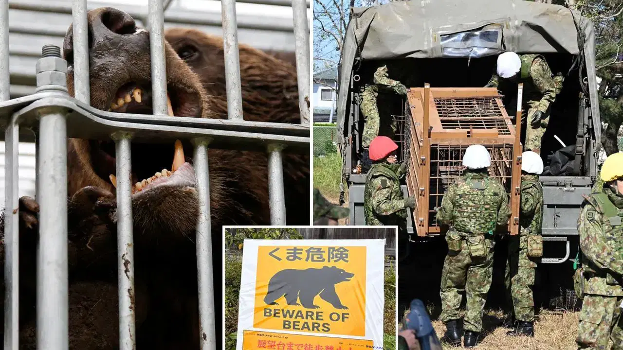 ayi saldirilari kontrolden cikti askerler sahaya iniyor BBZlJtLa.jpg