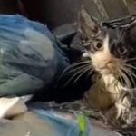 bu-nasil-vicdansizlik-yavru-kediyi-posete-koyup-cope-attilar-yZHXqCbP.jpg