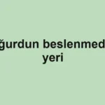 Yoğurdun beslenmedeki yeri
